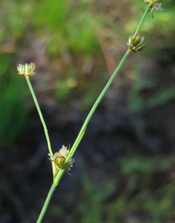 Juncus bulbosus
